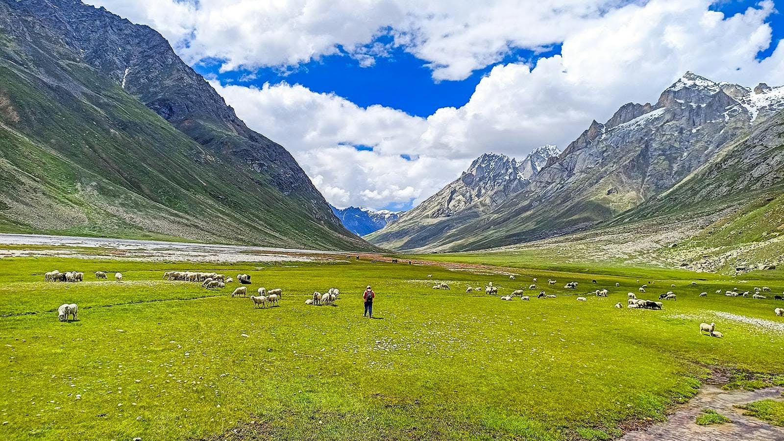 An encounter between a flock of sheep and a trekker in the meadows of Miyar Valley