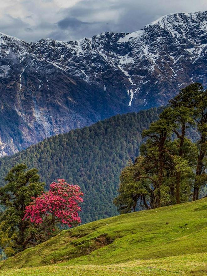 Portrait photo of Pink Himalayan rhododendron tree in full bloom with oak tress in its sides with mountains in the background
