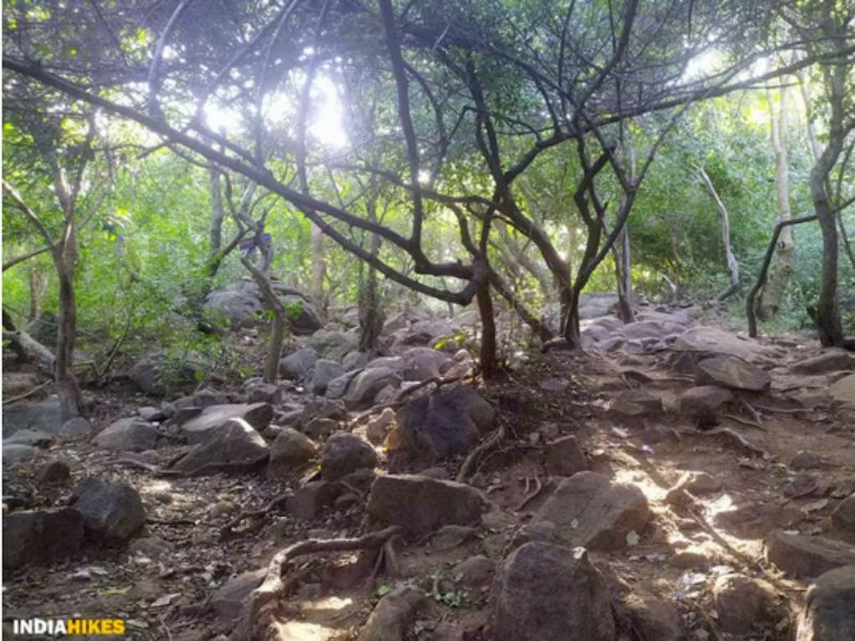 Parvathamalai trek, treks near Chennai, trekking places in Tamilnadu, Eastern ghats treks