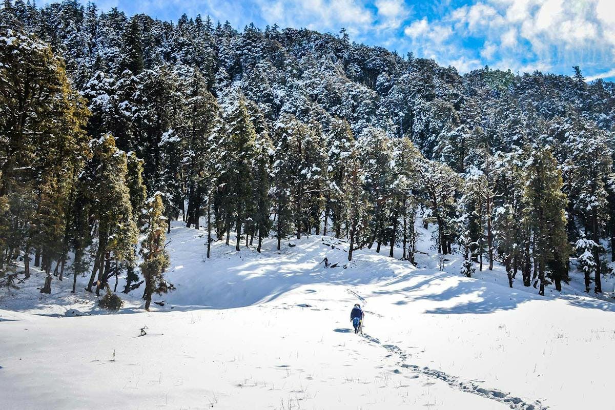 Kedakantha - Snow Trek - Winter Trek - Indiahikes - Forest - Snow Forest - Kedarnath - Uttrakhand 