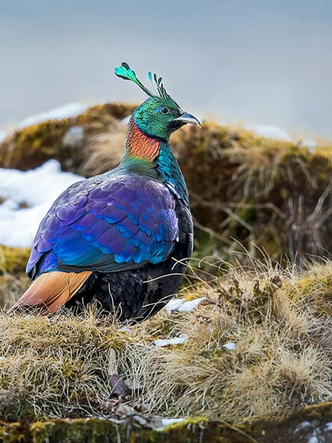 Portrait photo of The Himalayan Monal seen among wild grass searching for food