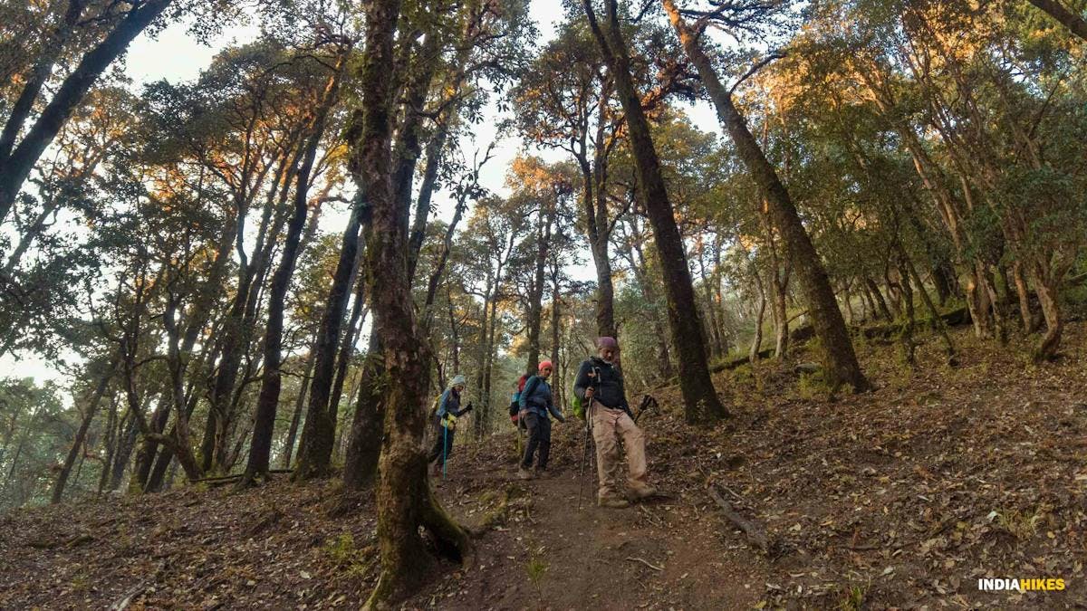Three trekkers returning through a trail through the Khorurai Forest surrounded by oak and pine trees