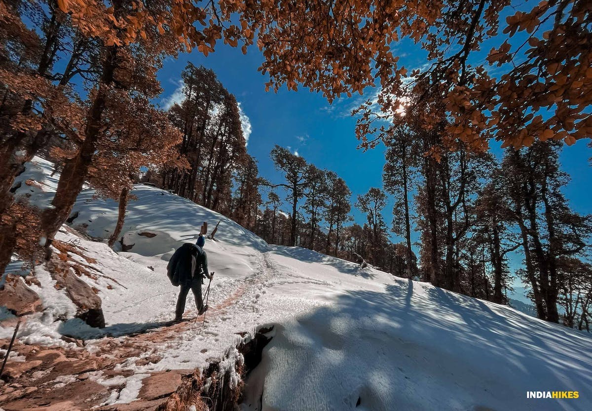 A trekker on Kedarkantha Trek walking on a path with snow laden trees besides him