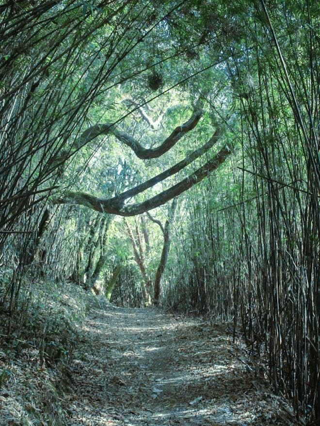 Bamboo forest of Sandakphu Phalut