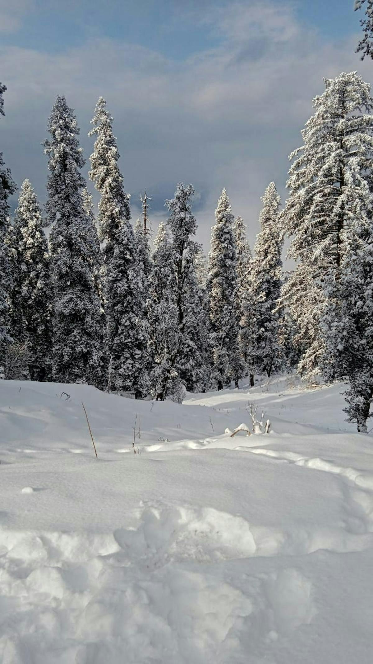 Kedarkantha trek covered in snow