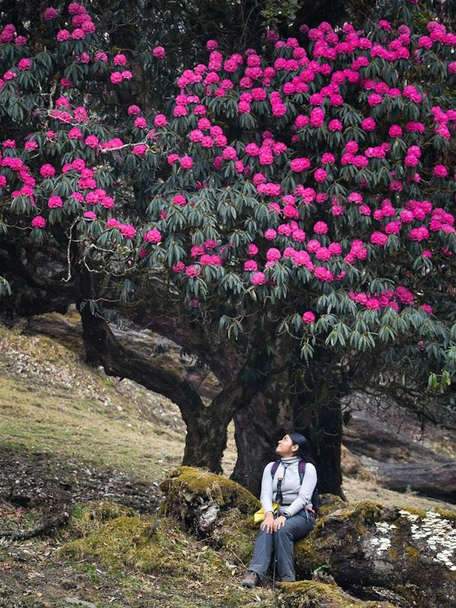 A hiker sitting under a pink himalayan rhododendron tree in full bloom